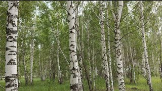 На разведку  в лес //  собрала грибочки🍄🍄🍄😄... //