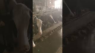 BEAUTIFUL HOLSTEIN COW🖤🤍#animals #shortvideo #calmdown #shorts #amazing