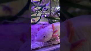 How did Axolotls get their name?!#axolotl #axolotls #axolotltank #pets #cute #exoticpets  #shorts