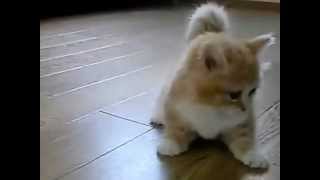 Fluffy Kitten Is Confused