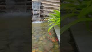 Beautiful koi pond with fountain ⛲️