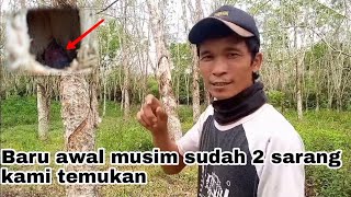 Di bulan² inilah burung pelatuk beras mulai berkembang biak