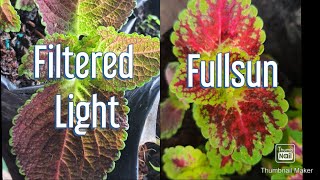 MAYANA ( Coleus) CARE & PROPAGATION