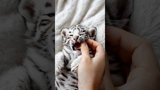 Purrfect Nap Time! 😺 Baby Tiger's Cozy Rest Melts Hearts Worldwide! 🐾💓🌍