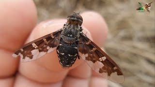 Kaplan Arı sineği - Tiger bee fly