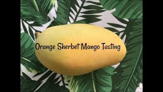 Orange Sherbet Mango - Craig's new favorite mango? - Florida Mango Tasting