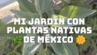 Mi jardín de plantas nativas en Baja California 🌵