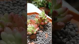 Sedum Rubrotinctum Aurora-Pink Jelly Beans