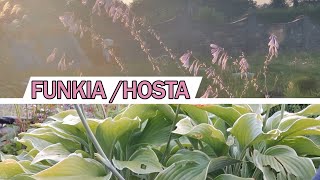 FUNKIA (HOSTA) - stanowisko, uprawa, rozmnażanie