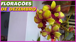 🟢TOUR PELO ORQUIDÁRIO DEZEMBRO 2023: Denphal, Antúrios, Hortênsias, Phalaenopsis e muito mais