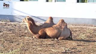 Lovely camel,so cute