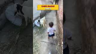 Embek embek #shortvideo #viral #bayilucu