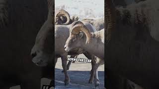 Learn more about Bighorn Sheep #climbers #headbutting #social #