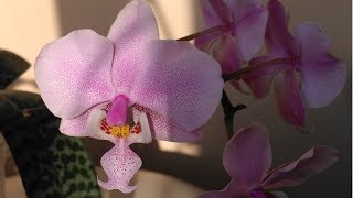 Зацвела орхидея Schilleriana 'Pink Butterfly