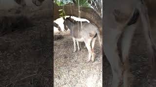 #donkey #animals #shorts