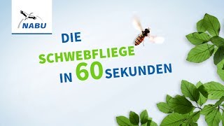 Die Schwebfliege in 60 Sekunden