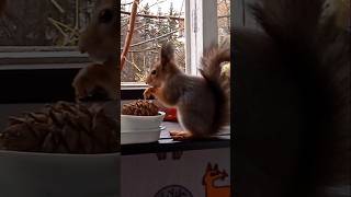 Бусинка наделала запасов и присела позавтракать ⛄🍁🏡😋🌰🐿❤ #белка #белочка #squirrel #дружба #любовь 🐿❤