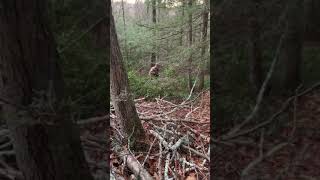 Whitetail buck dad and son combo shot