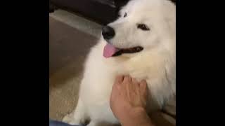 Samoyed puppy disallows me from stopping to give scritches