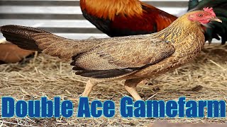 Lets Visit The Farm Of Double Ace Gamefarm