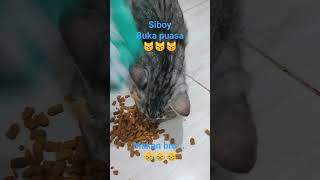 siboy kucing jinak makan bro...