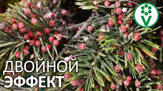 ВРЕДИТЕЛИ БОЯТСЯ ЭТОГО СРЕДСТВА КАК ОГНЯ! Улучшенная мыльно-масляная эмульсия