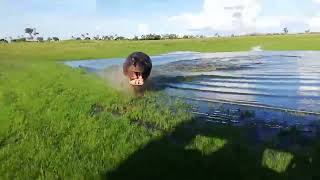 Hippo chases Safari Vehicle in Botswana's wild Okavango Delta