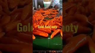 carrot gold field ooty