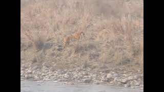 Tiger back to her family after Hunting at Corbett- February 2021