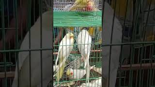 #bird #bd #kabootar #fancy #shortvideo #shortsyoutube #shortsvideo #shorts #short #shortsfeed