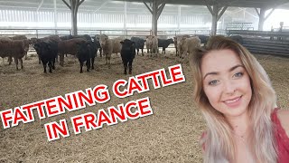 HOW WE FATTEN OUR CATTLE IN FRANCE!!!!