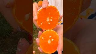 Amazing satisfying farming video very fresh fruits cutting in farm #shorts