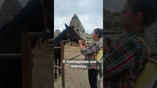 Б-благородные.. #shorts #shortsyoutube #animals #horse #лошади #pferde #турция #каппадокия #turkey