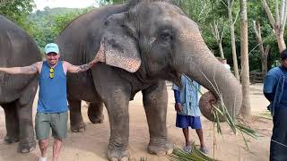 Between 2 Asian Elephants