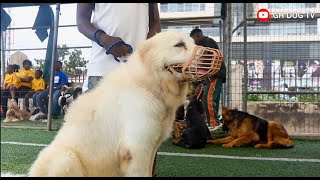 The Stunning Big White Caucasian Shepherd who showed up at August Classic Dog Show 2024