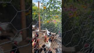 Country Chickens #farmanimals  #pets  #chickens #farming #homestead #raisingchickens #countryside