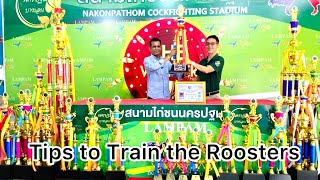 Tips to Train the Roosters | How to train the roosters | Lahore Aseel TV |