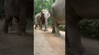 [Mr. Tapir] Elephant March#short