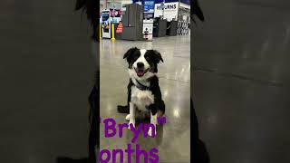 American Shepherd I Puppy Training I Before & After I I Board & Train Program I All-American K-9