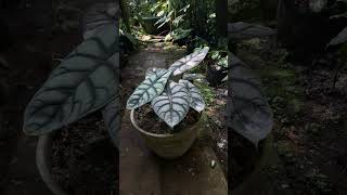 Elegance in every leaf #alocasia #crytosperma #javaniskaelflora #exoticplants