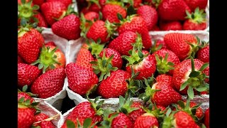 حيلة بسيطة للإحتفاظ بالفريز الفراولة طري في الثلاجة how to preserve  strawberries conserver fraises