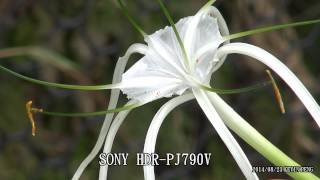 SONY HDR 790V VS HDR CX900 1