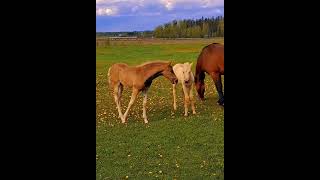 Golden filly kindly informing silver colt who's who and what's what!