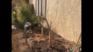 How to plant a Maypride Peach Tree