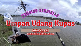 Mancing Ikan di Sungai Umpan Udang Kupas Dapat Banyak