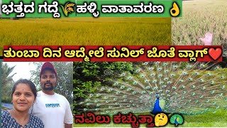 🌾ಭತ್ತದ ಗದ್ದೆ ನೋಡಲು ಎಷ್ಟು ಚೆಂದ🌾 ನೀವು ನೋಡಿ|ನವಿಲುಗಳು🦚 ಹಳ್ಳಿ ವಾತಾವರಣ ಸ್ವರ್ಗ 💚@kaverisunil143 subscribe