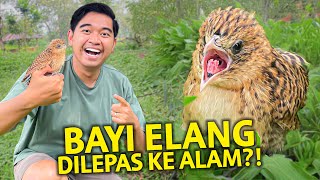 BAYI ELANG AKU AKHIRNYA DILEPASIN KE ALAM?! LANGSUNG KABUR PAS DILEPASIN!