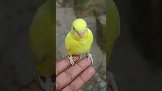 Cute baccha #shortvideos