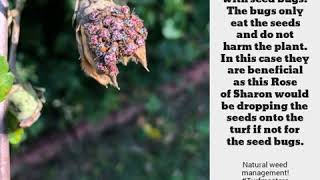 This Rose of Sharon with seed bugs. The bugs only eat the seeds and do not harm the plant. In this …