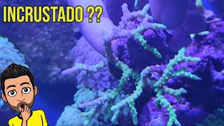 CARACOL me ROBA un CORAL ??  Pobre ANACROPORA GOBLIN